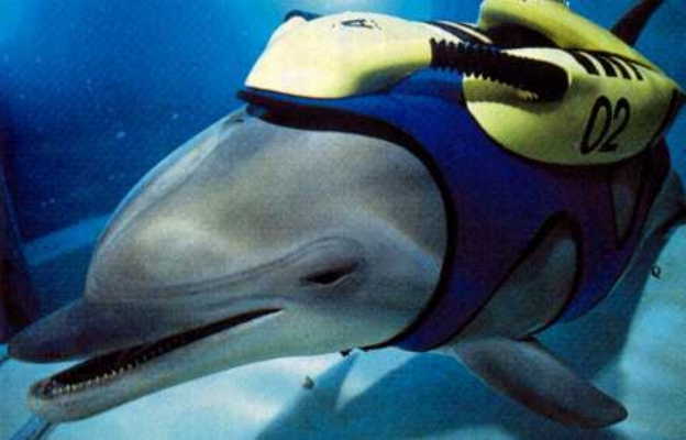 foto darwin seaquest