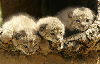 linces doñana