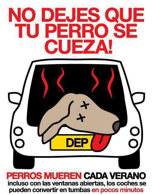 perros y calor 2012 kguau