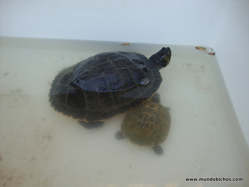 tortugas tomando el sol 2012 febrero