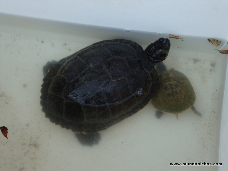 tortugas tomando el sol 2012 febrero