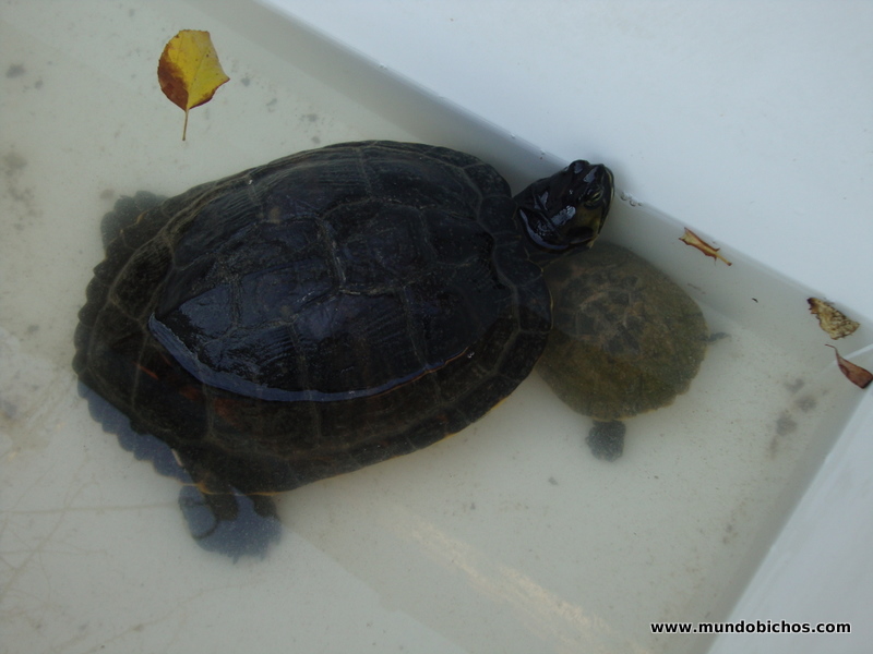 tortugas tomando el sol 2012 febrero