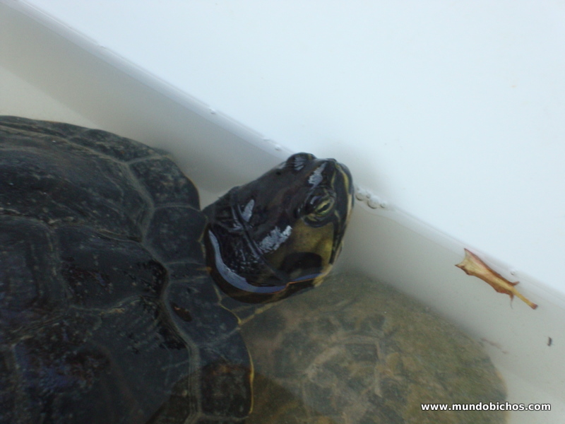 tortugas tomando el sol 2012 febrero