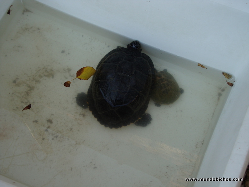 tortugas tomando el sol 2012 febrero