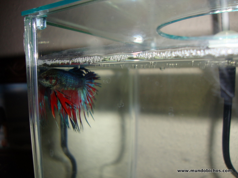 Betta splendens 2012