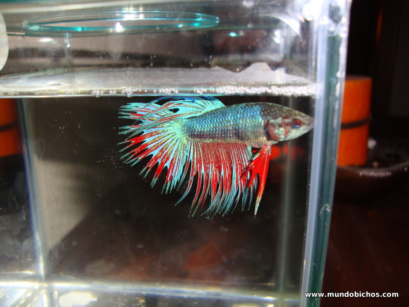 Betta splendens 2012