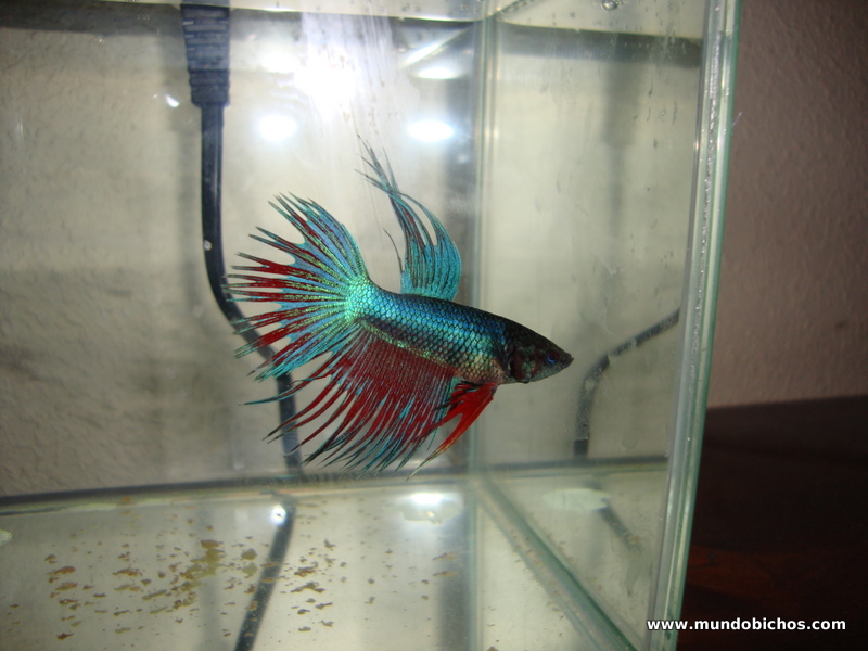 Betta splendens 2012