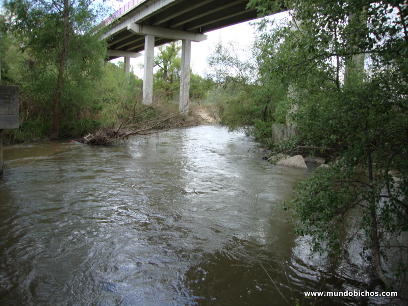 pesca rio guadarrama
