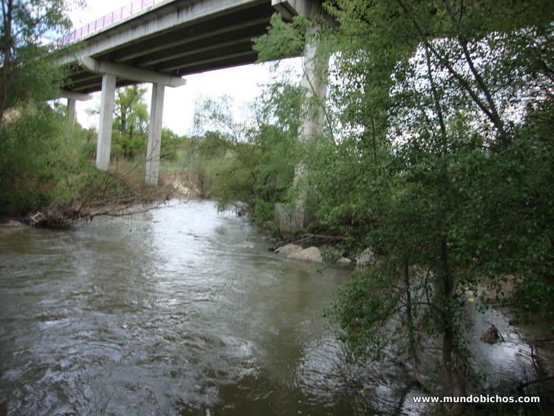 pesca rio guadarrama