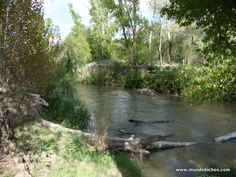 pesca rio guadarrama
