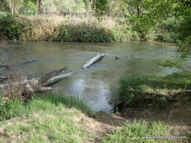 pesca rio guadarrama