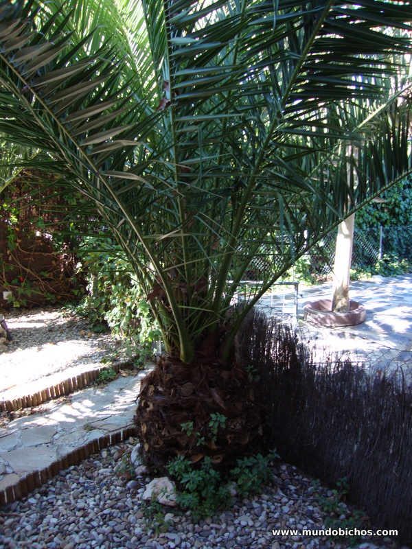 palmeras paysandisia 2012