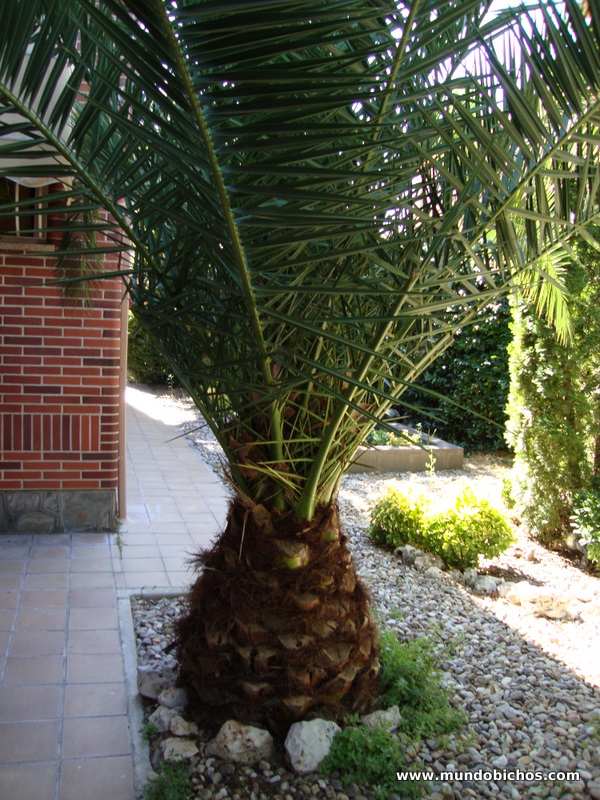 palmeras paysandisia 2012