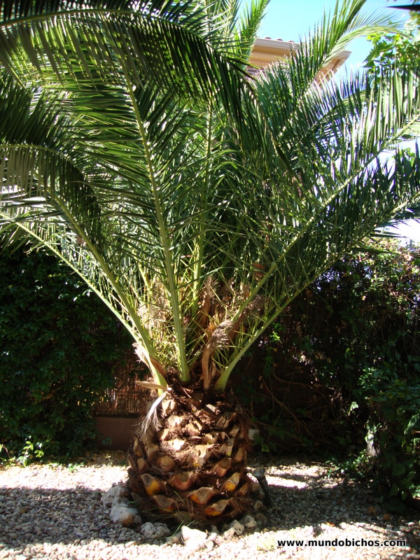 palmeras paysandisia 2012