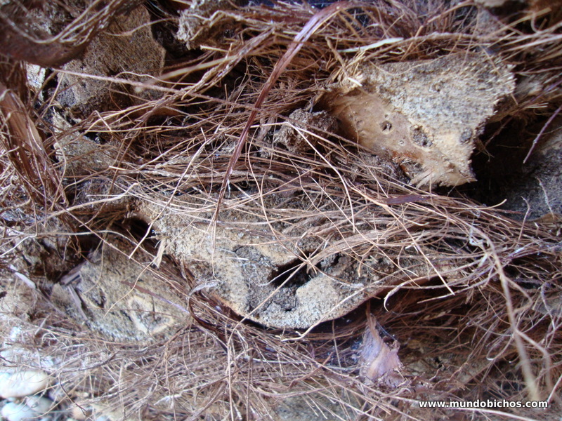 palmeras paysandisia 2012