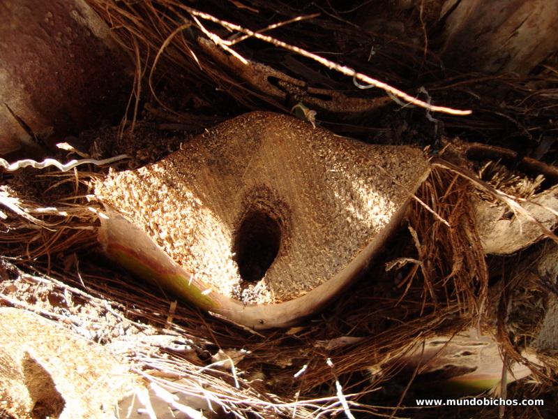 palmeras paysandisia 2012