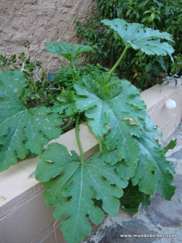 calabacines 2012