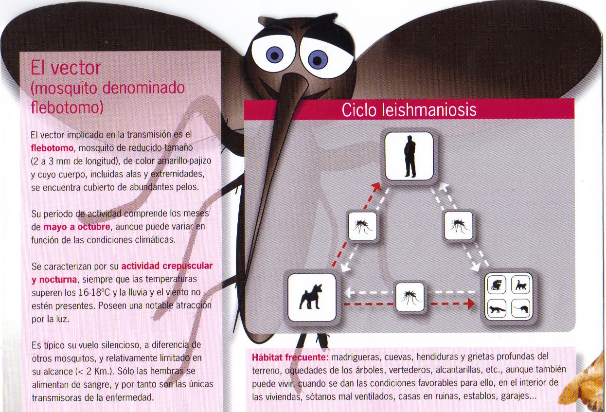 leishmaniosis 2012 fuenlabrada