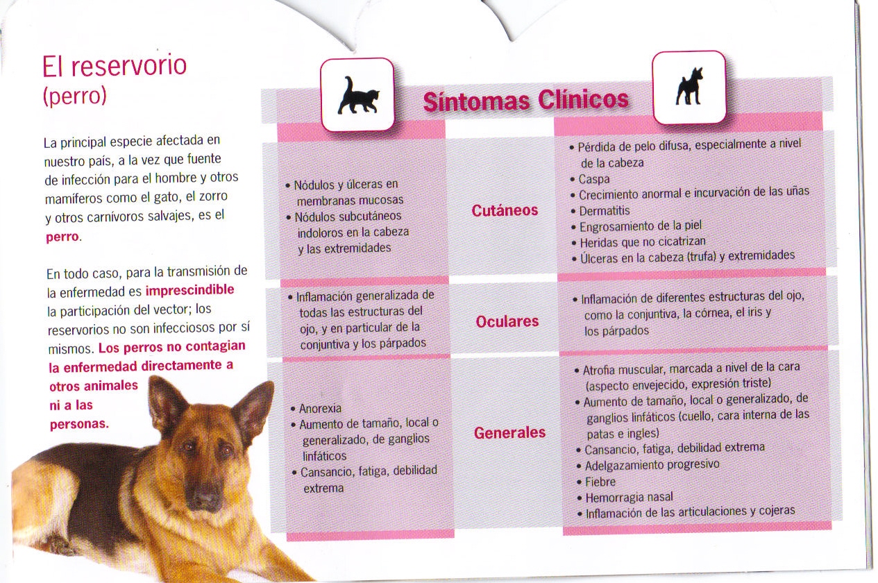 leishmaniosis 2012 fuenlabrada