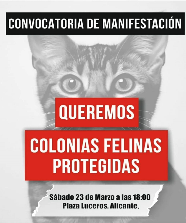 manifestacion gatos alicante